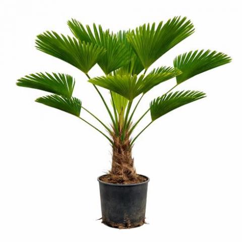 Палма Trachycarpus Wagnerianus ф27 см H110 см - Средиземноморски растения