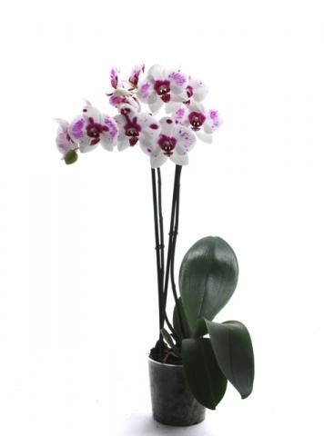 Орхидея Фаленопсис ф12/ Н: 40-50 см, снимка 3 - Орхидеи