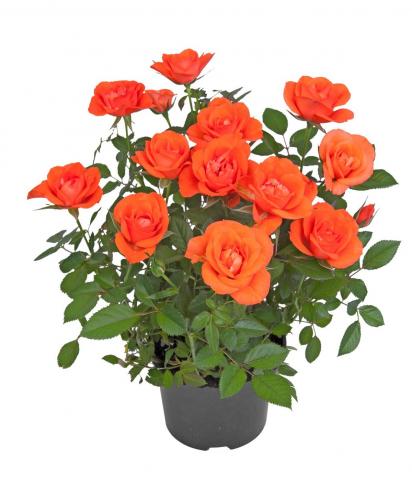 Роза микс ф11, Н25-30 см, снимка 3 - Цъфтящи