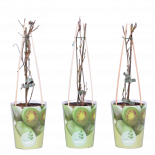 Киви Actinidia arguta Issai (Мини-киви) Ф11см