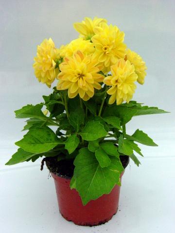 Далия ф10.5 см, снимка 6 - Пролетни балконски цветя