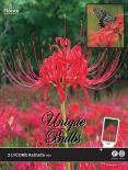 Луковици Lycoris Radiata 2бр