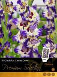Луковици Premium Circus Color 10/12 10бр