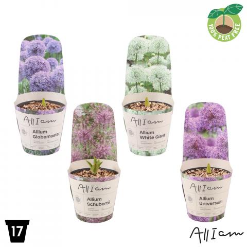 Алиум ф17 см H30 см - Цъфтящи