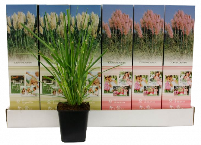 Кортадерия (Пампаска трева) ф9 см - Външни растения