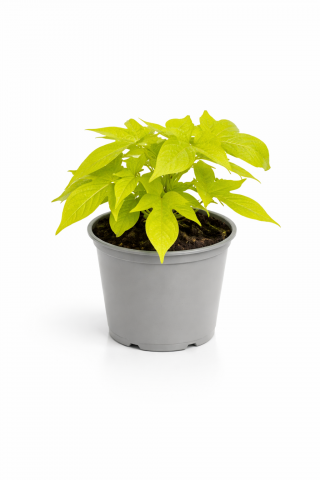 Алстромерия ф19 см кошница - Пролетни балконски цветя