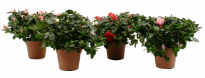 Азалия Рододендрон ф14, 25-30см, микс цветове