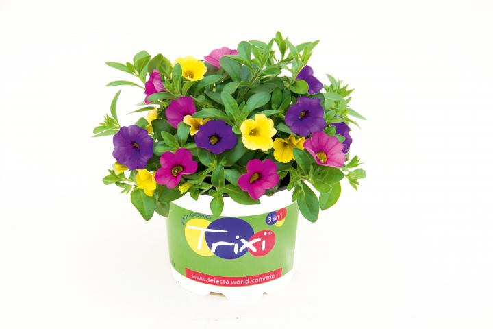 Trixi_EarlyLollipopB_Topf - Пролетни балконски цветя