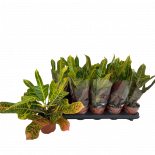 Кодиеум Excellent ф12 см  H35 см