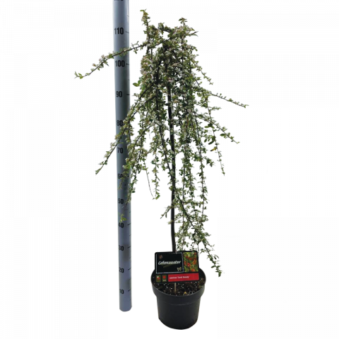 Котонеастър Coral beauty Ф23см, H110см - Листопадни храсти и дървета