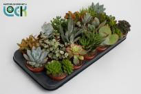 Сукулентен микс  ф8.5 см H15 см
