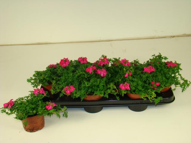 Вербена микс ф10.5см,  различни цветове - Пролетни балконски цветя