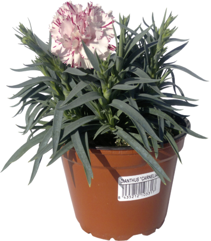 Карамфил Carnelia Mondrian ф14см - Многогодишни перенни растения