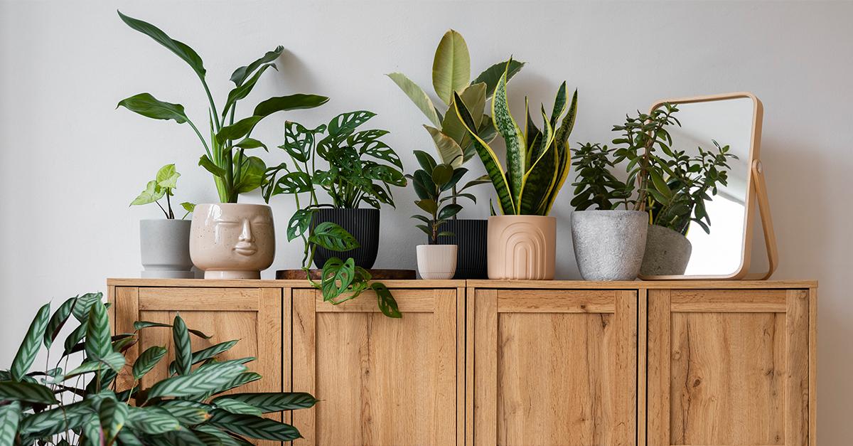 10 растения, които почти не искат грижа – перфектни за заети хора