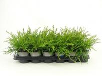 Туя Plicata Kager's Beauty ф9 см Н20 см