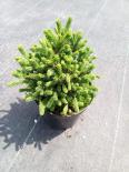 Смърч Echiniformis 2 л