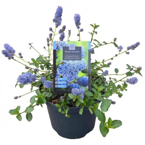 Цеанотус Thyrsiflorus Repens ф23 см H40 см - Листопадни храсти и дървета