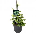 Пицеа Оrientalis Aureospicata Ф32 см, H90 см