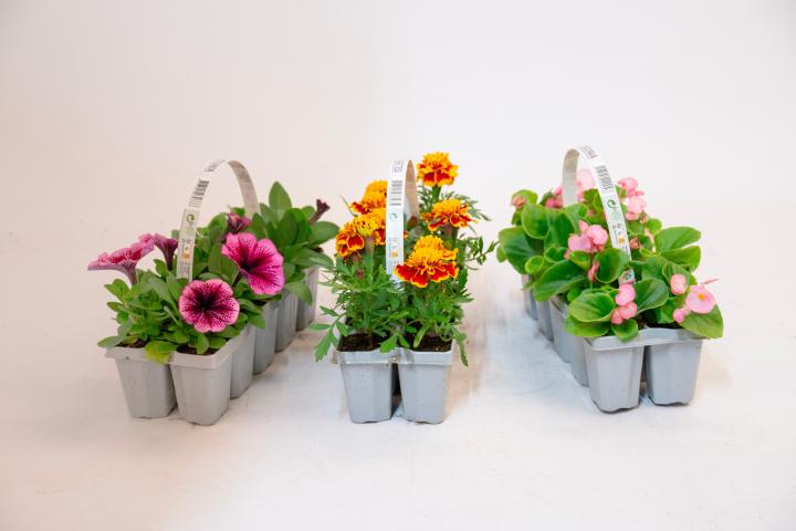 Разсад за цветя 10 броя - Външни растения