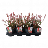 Саликс Flamingo Ф14см, H25см