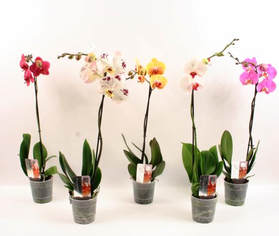 Орхидея Phalaenopsis 1стебло ф12, Н:55-70 см микс цв. - Орхидеи