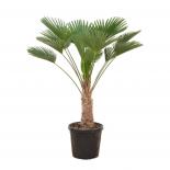 Трахикарпус ф30 см Н120 см