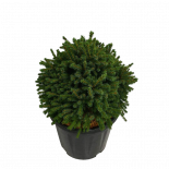 Смърч Echiniformis 13 л