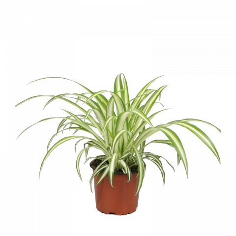 Хлорофитум Variegatum Ф12см, H25см - Зеленолистни