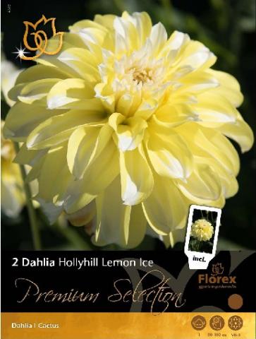Луковици Premium Далия Holly Hill Lemon Ice - Далии