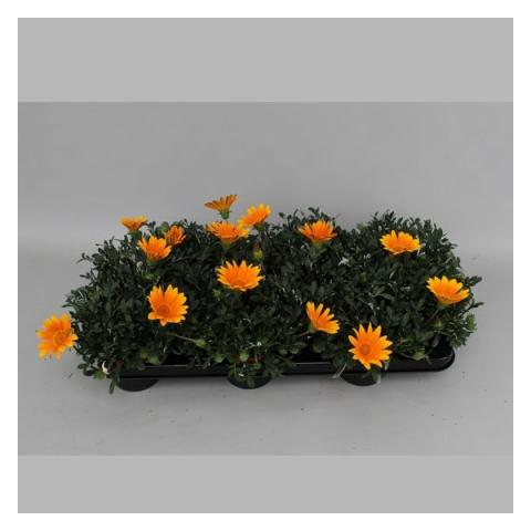 Газания ф10.5/Н15-25 см - Пролетни балконски цветя