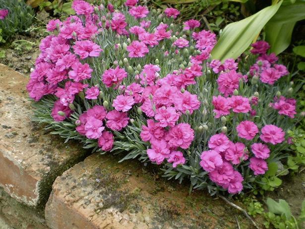 Карамфил виолет ф11см Н 25 - Пролетни балконски цветя