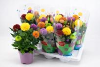 Хризантема Flowerpops ф14 см H35см