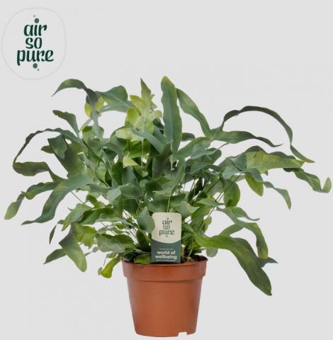 Флебодиум Blue Star ф12 см H35 см - Зеленолистни