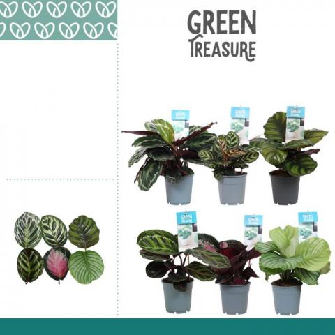 Калатея микс Ф12см/Н35-40см, снимка 2 - Зеленолистни