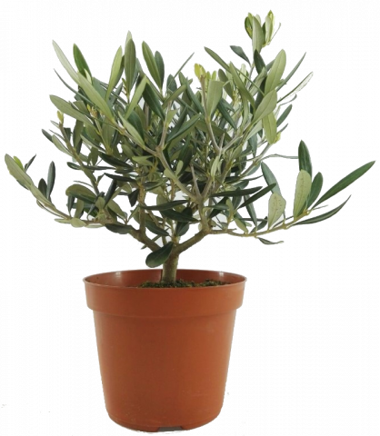 Маслина храст ф18см - Средиземноморски растения