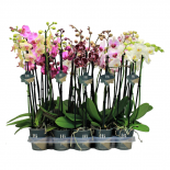 Орхидея Фалаенопсис 4 стб, 20+ цв., ф12, Н50-70см