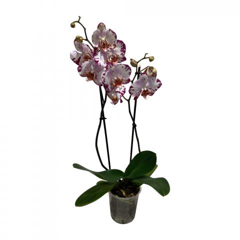 Орхидея Фалаенопсис ф12, Н40-50см, снимка 3 - Външни растения