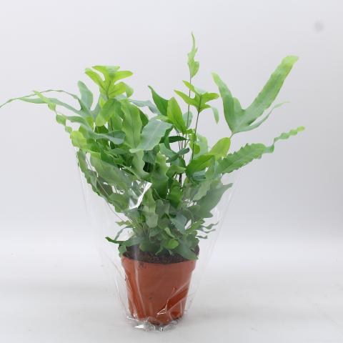 Микс зелени растения Ф12см/Н40-50см, снимка 3 - Големи растения