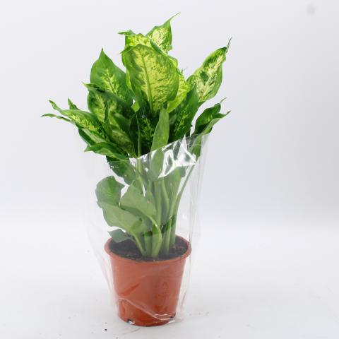 Микс зелени растения Ф12см/Н40-50см, снимка 4 - Големи растения