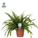 Нефролепсис Green Lady ф12 см H30 cм