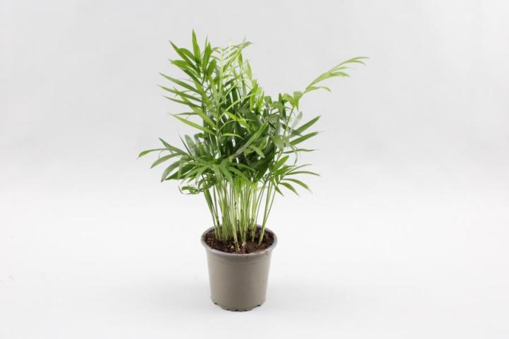 Хамедорея Elegans Ф9см, H30см - Зеленолистни