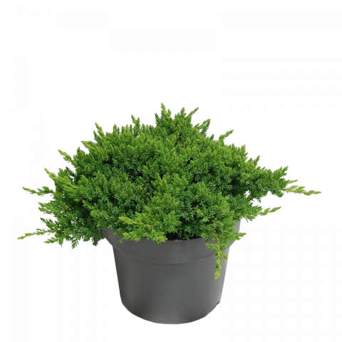Юниперус Procumbens Nana 5 л - Листопадни храсти и дървета