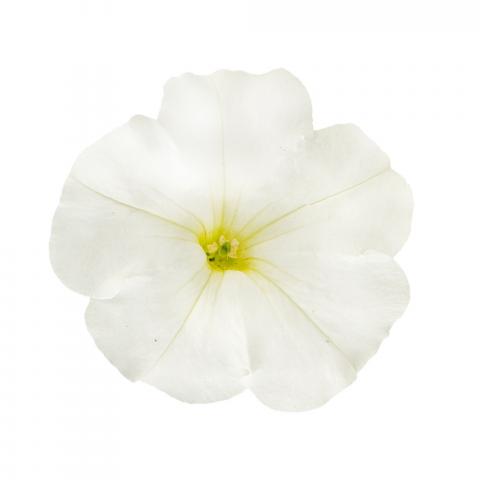 petunia_casc_white - Пролетни балконски цветя