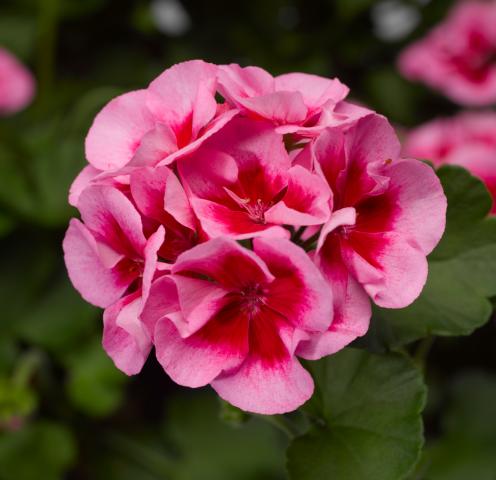 Pelargonium_Calliope_RoseSplash - Пролетни балконски цветя