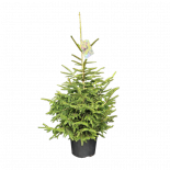 Пицеа Aureospicata Ф29см, H100см