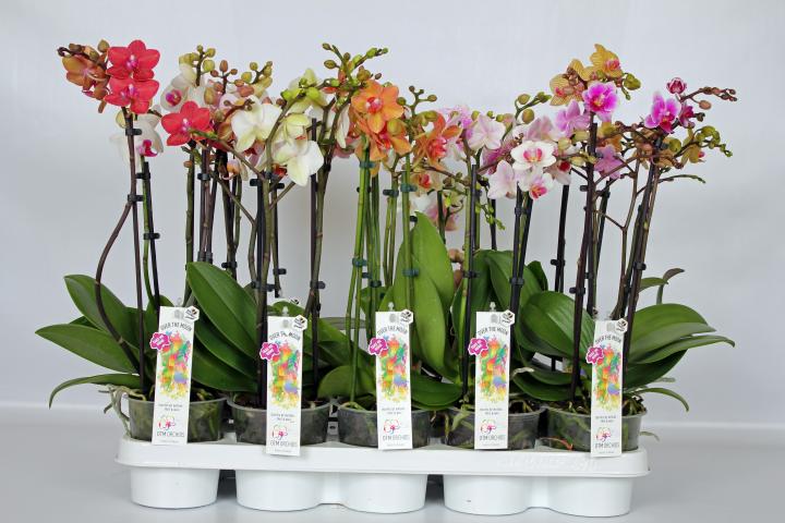 Орхидея Фаленопсис Multiflora-mix 3-стебла, 25+, ф12, H45, снимка 2 - Орхидеи