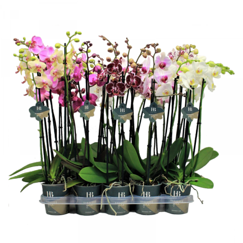 Орхидея Фалаенопсис 4 стб, 20+ цв., ф12, Н50-70см - Орхидеи