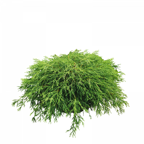 Грахов лъжекипарис - Иглолистни храсти и дървета