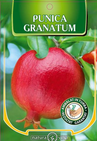 Нар Punica granatum - Овошки и плодни храсти