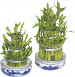 Бамбук на щастието